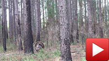 Hunting With Chuck: 2013 Turkey Hunt with Bill Stripling - Season 1, Webisode 4 episode artwork